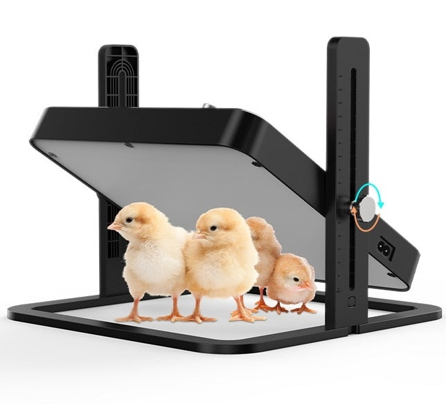 chicks under a brooder heater plate